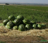 arbuz,dynya,sliva - Изображение #2, Объявление #1096375