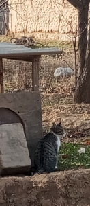 Участок сотилади ер